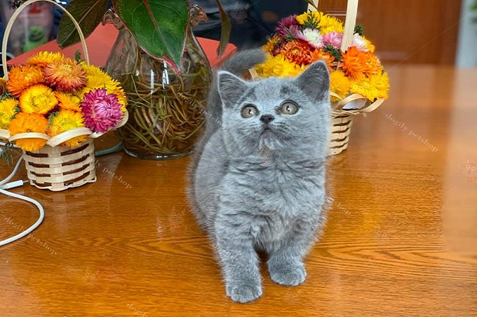 Mèo Munchkin xám xanh 2 tháng tuổi