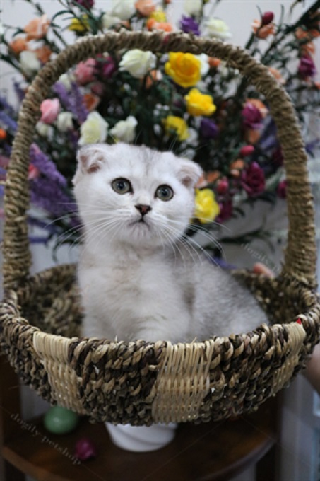 Mèo scottish màu silver