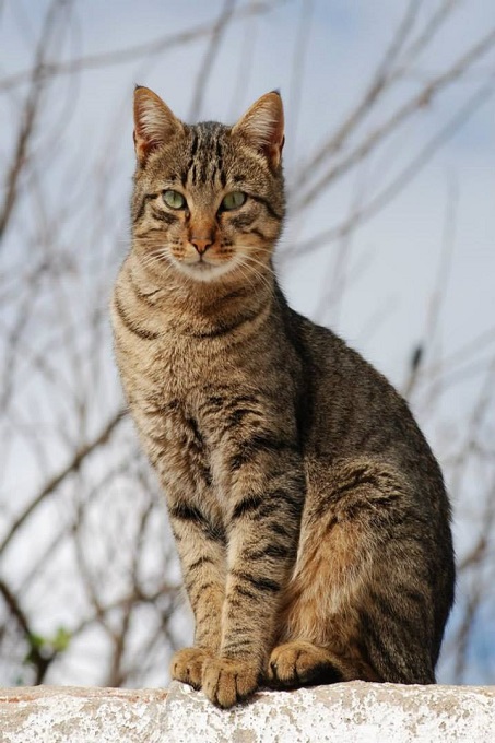 Mèo Ocicat trung thành và thông minh 