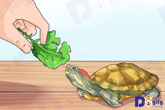 Thức ăn nào dành cho rùa nước cảnh? Các loại thức ăn chuyên dùng cho rùa nước cảnh