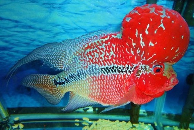 Cá La Hán thái đỏ