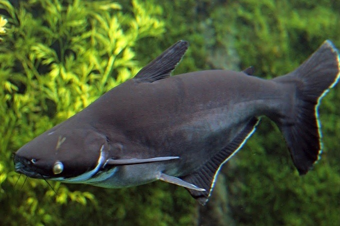 Loài cá mập cảnh rất háu ăn, chúng phát triển nhanh với phần kích thước lớn.