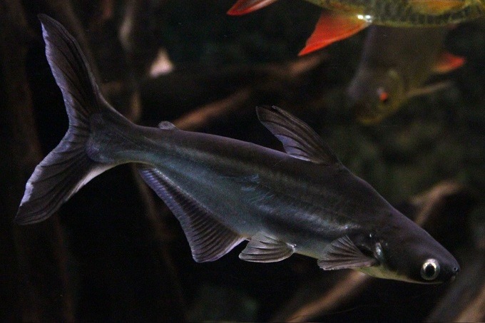Cá mập cảnh nước ngọt có tên tiếng anh là Sutchi catfish.