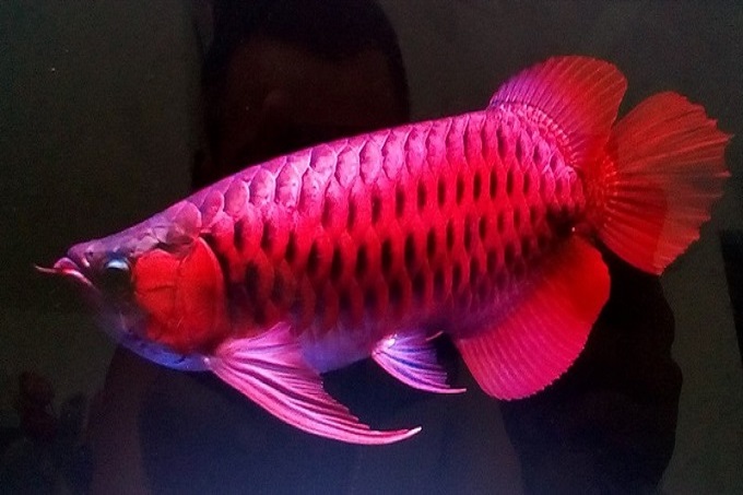 Das attraktivste und seltenste Bild der schönsten und attraktivsten Arowana-Fische