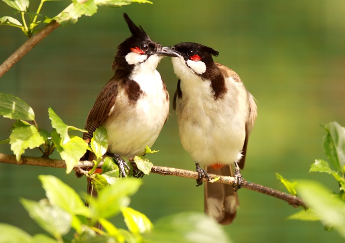 Những con chào mào hầu to thì chim có nét bền và giọng hót tốt.