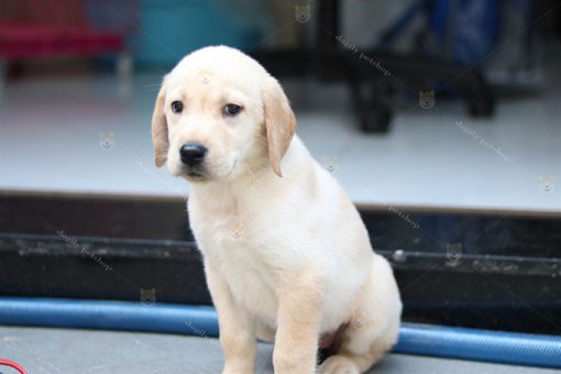 Chó Labrador retriever màu vàng 2 tháng tuổi