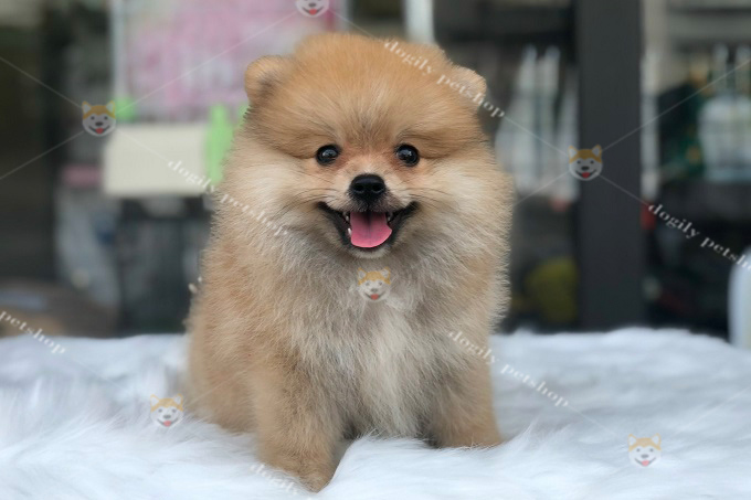 Chó Phốc Sóc màu vàng cam, lông mượt đẹp xinh xắn