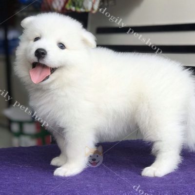 Chó Samoyed màu trắng 2 tháng tuổi