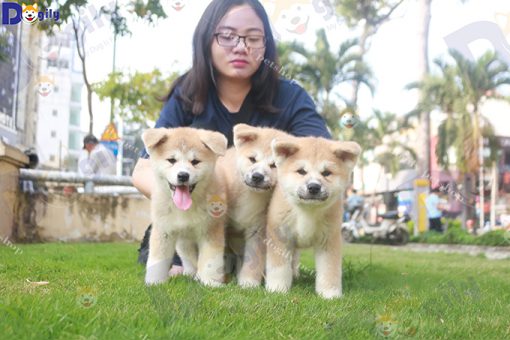 Đàn 3 chó Shiba inu màu vàng trắng 2 tháng tuổi