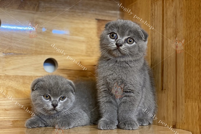 Hai bé mèo Scottish Fold tai cụp sát màu xám xanh siêu đẹp tại trại mèo Dogily Cattery