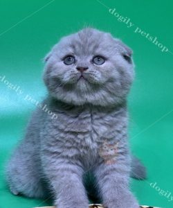 Mèo Scottish tai cụp xám xanh 3 tháng tuổi