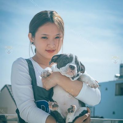 Bảng giá chó Bully Exotic sinh tại Việt Nam 2022