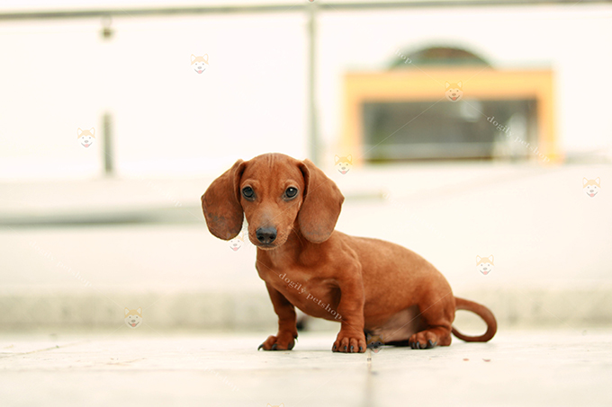 Chó lạp xưởng dachshund màu vàng bò 2 tháng tuổi
