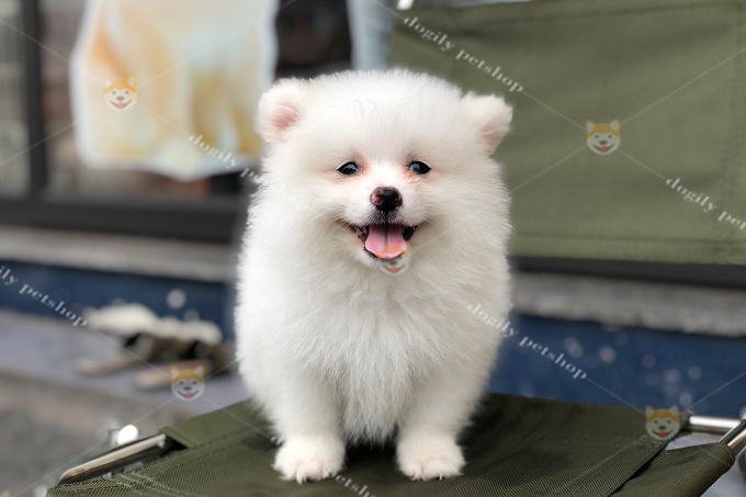 Chó Phốc sóc 2 tháng tuổi