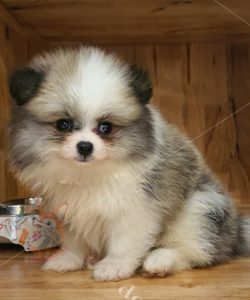 Chó Phốc sóc Pomeranian parti 2 tháng tuổi