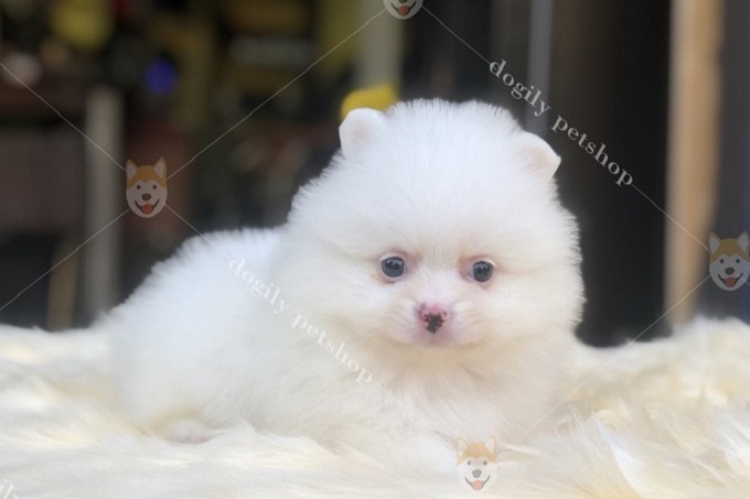 Chó Phốc sóc Pomeranian màu trắng 2 tháng tuổi