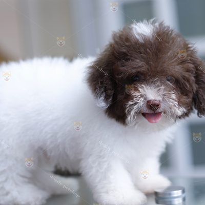 Chó Poodle bò sữa nâu chocolate 2 tháng tuổi