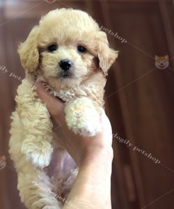 Chó Poodle tiny màu vàng mơ 2 tháng tuổi