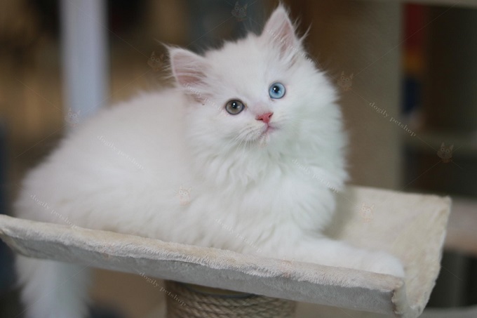 Giống Mèo anh lông dài 2022 Giá cả cách nuôi nơi bán Blog Chó Mèo