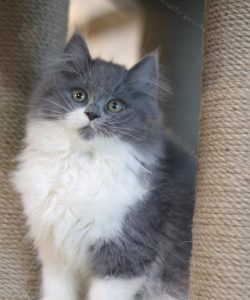 Một bé mèo Ald màu bicolor xám xanh tại Dogily Petshop