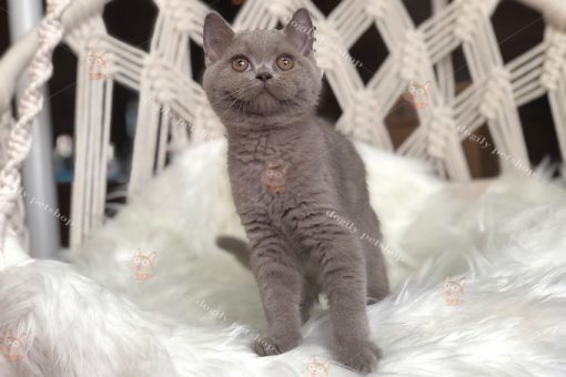 Mèo Anh lông ngắn xám xanh 3 tháng tuổi