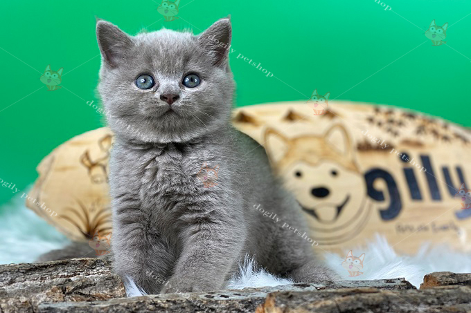 Mèo Anh Lông ngắn màu xám xanh 2 tháng tuổi
