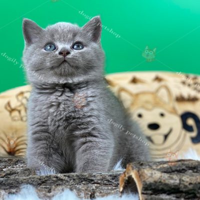 mèo con màu xám xanh 2 tháng tuổi