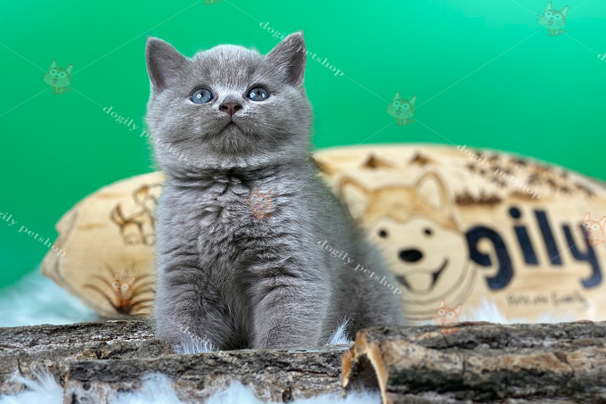 mèo con màu xám xanh 2 tháng tuổi