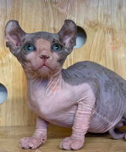Mèo sphynx không lông màu bicolor 2 tháng tuổi