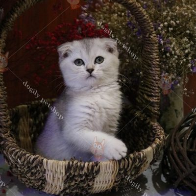 Mèo tai cụp màu silver 2 tháng tuổi