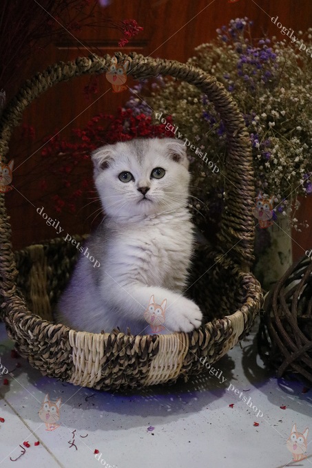 Mèo tai cụp màu silver 2 tháng tuổi