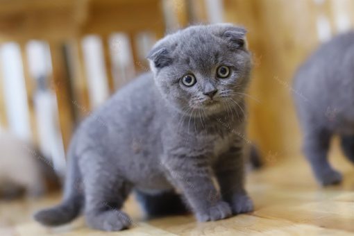 Mèo Scottish xám xanh tai cụp