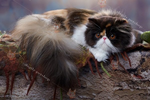 Mèo Ba Tư có bộ lông dài tha thướt rất quý phái.