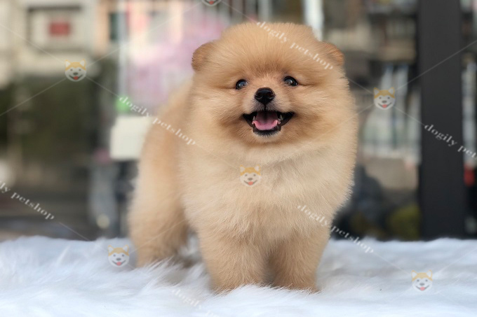 Bé chó Phốc Sóc mini màu vàng kem thuần chủng siêu xinh bán tại Dogily Petshop