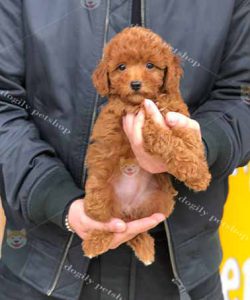 Chó Poodle màu nâu đỏ con 2 tháng tuổi