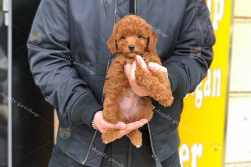 Chó Poodle màu nâu đỏ con 2 tháng tuổi