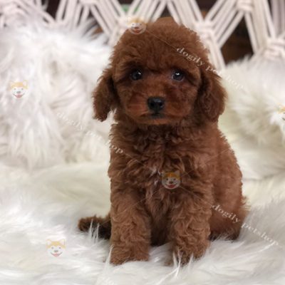 Chó Poodle Tiny nâu đỏ 2 tháng tuổi