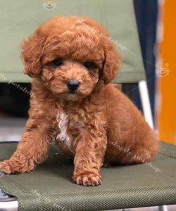 Chó Poodle màu nâu đỏ 2 tháng tuổi