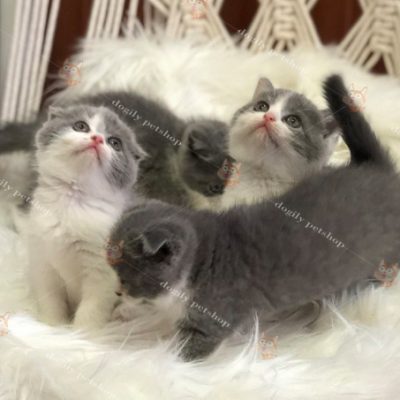 Đàn 4 mèo tai cụp màu bicolor