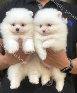 Đôi chó Phốc sóc Pomeranian màu trắng 2 tháng tuổi