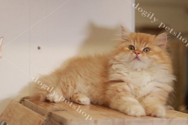 Một bé mèo Ald 2 tháng tuổi màu vàng rất dễ thương và đáng yêu tại Dogily Cattery.