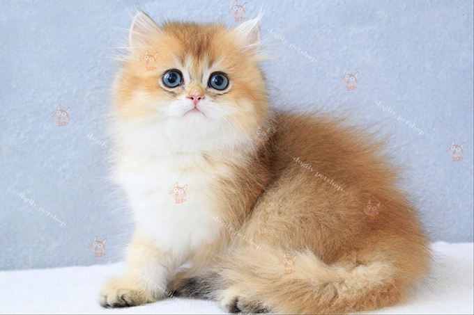 Một chú mèo Ald màu golden bicolor