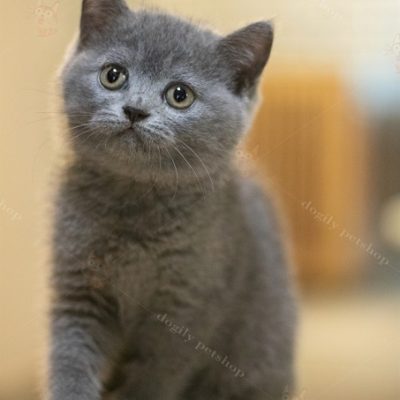 Mèo Anh lông ngắn màu xám xanh 2 tháng tuổi