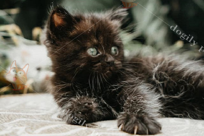 Mèo Ald đen 2 tháng tuổi nhà Dogily