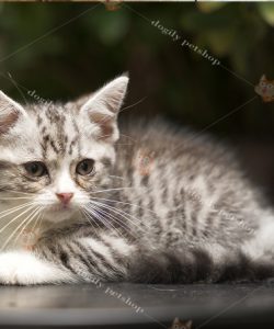 Mèo Anh lông ngắn màu silver tabby