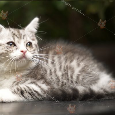 Mèo Anh lông ngắn màu silver tabby 2 tháng tuổi