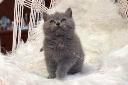 Mèo Anh lông ngắn màu xám xanh 2 tháng tuổi