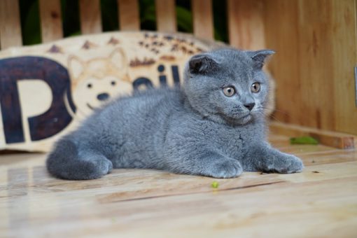 Mèo tai cụp lửng màu xám xanh