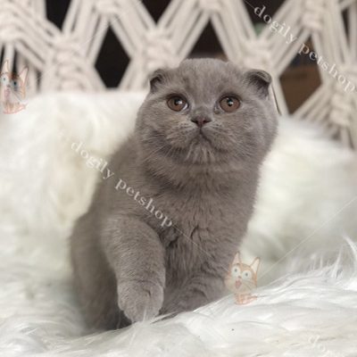Mèo Scottish màu xám xanh 3 tháng tuổi.