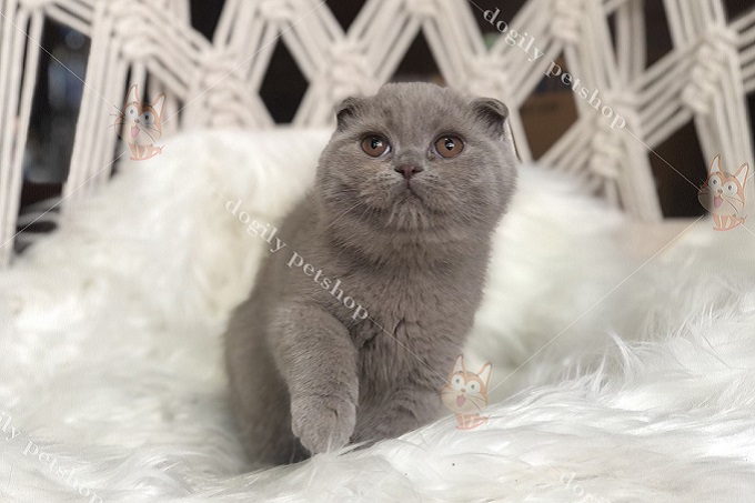 Mèo Scottish màu xám xanh 3 tháng tuổi.